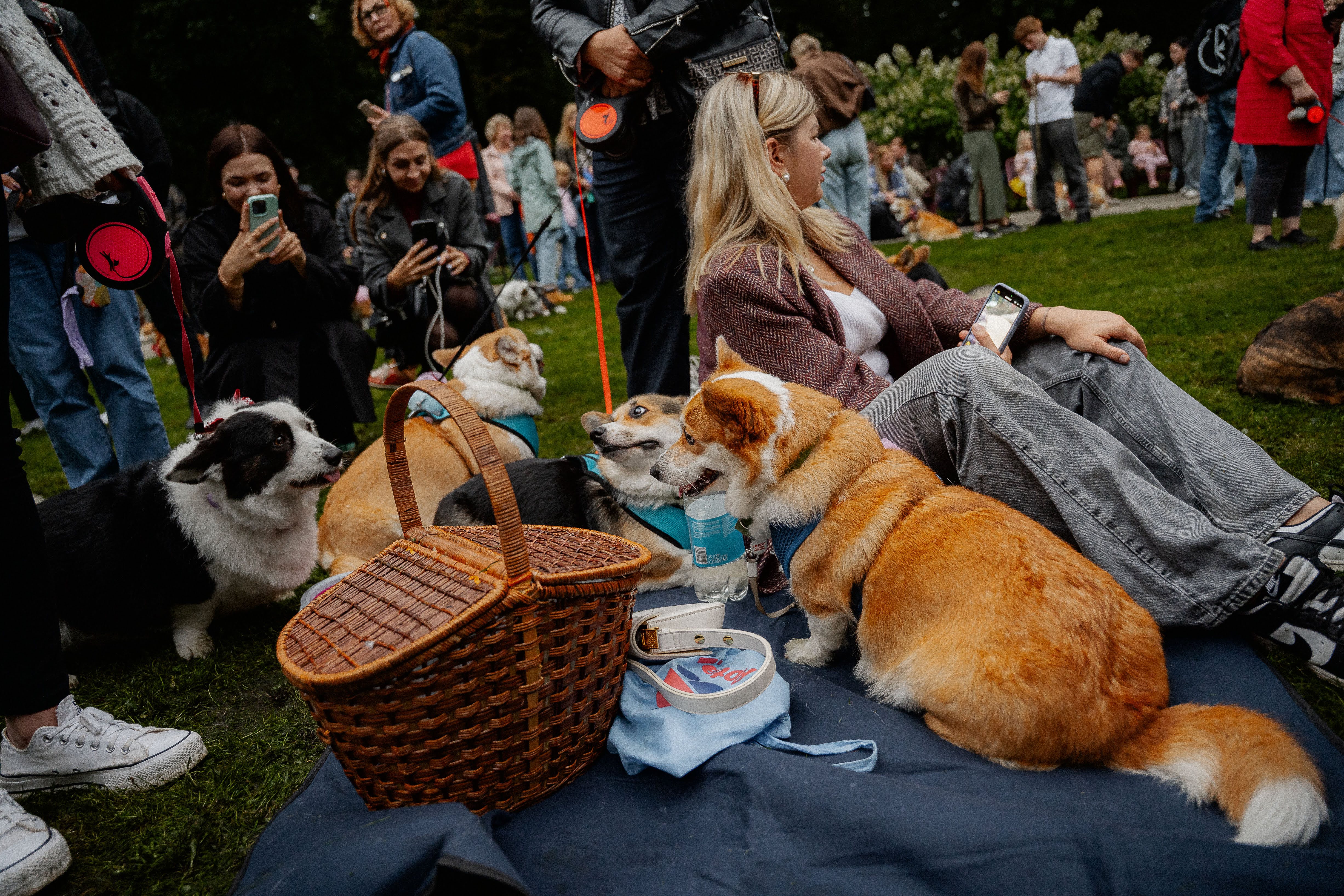 Royal Corgi Walk